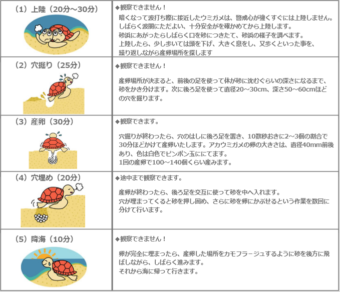 ウミガメの産卵過程