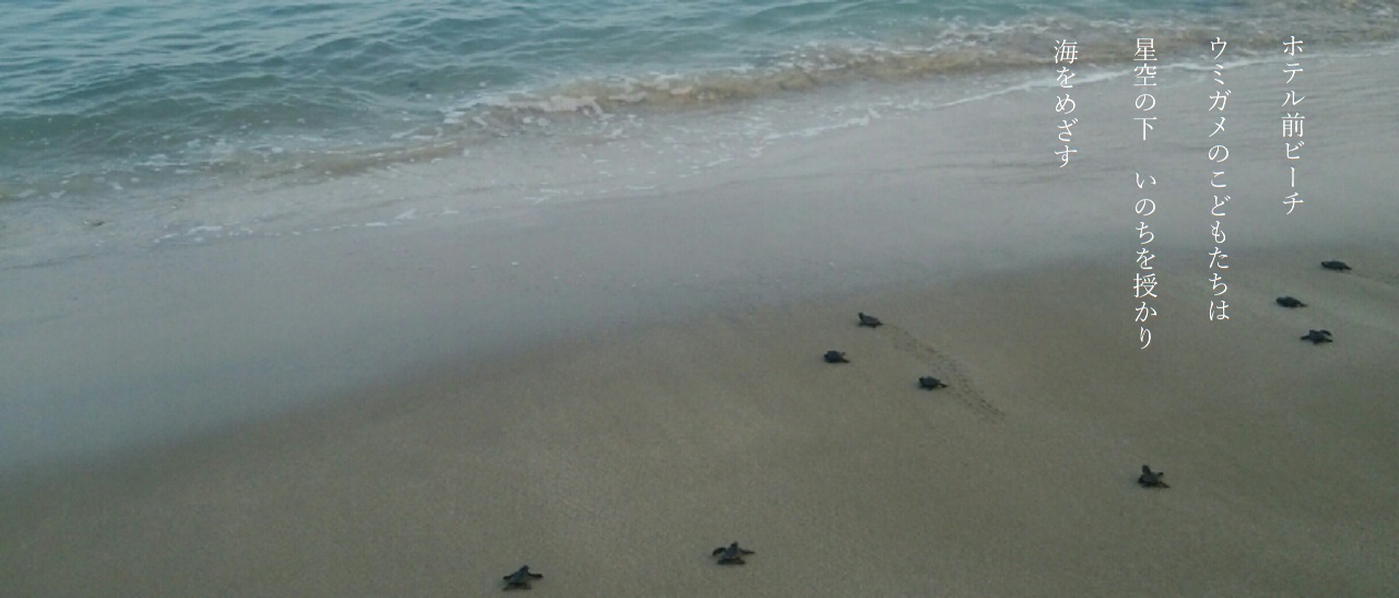 ウミガメ